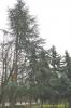 Cedrus atlantica